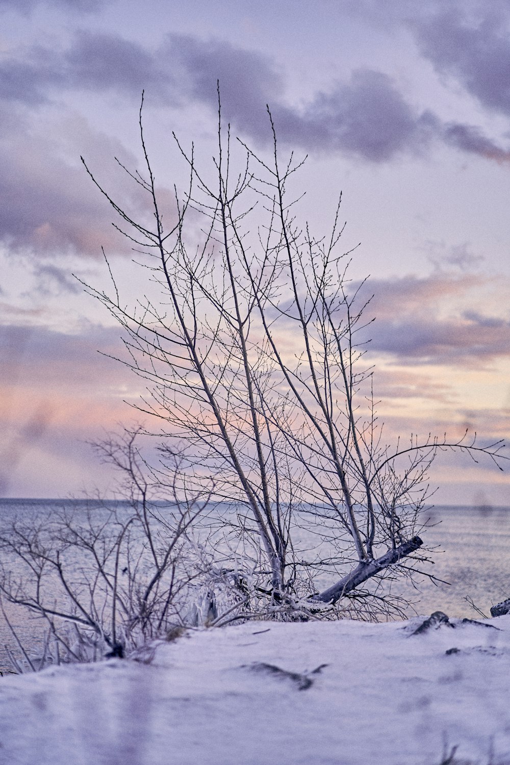 a lone tree is standing in the snow by the water