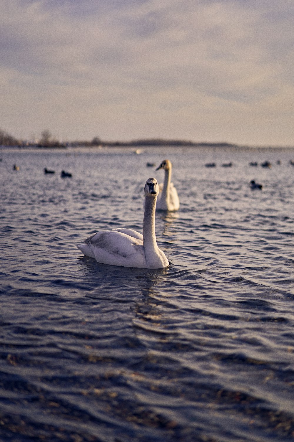 a couple of white swans floating on top of a lake