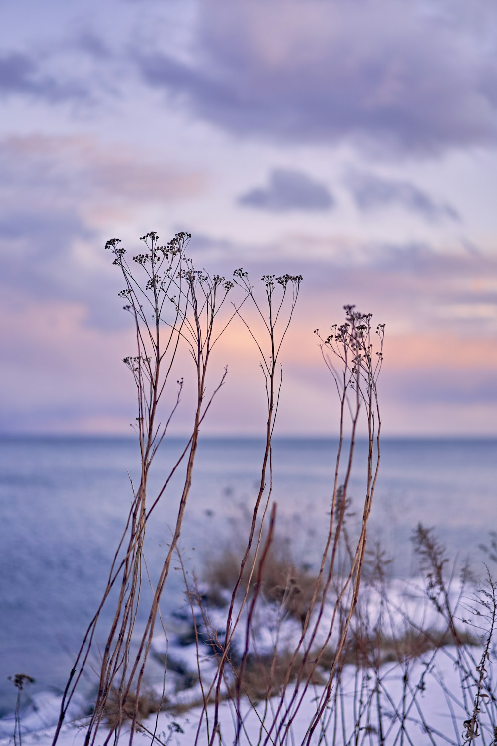 a couple of plants that are standing in the snow