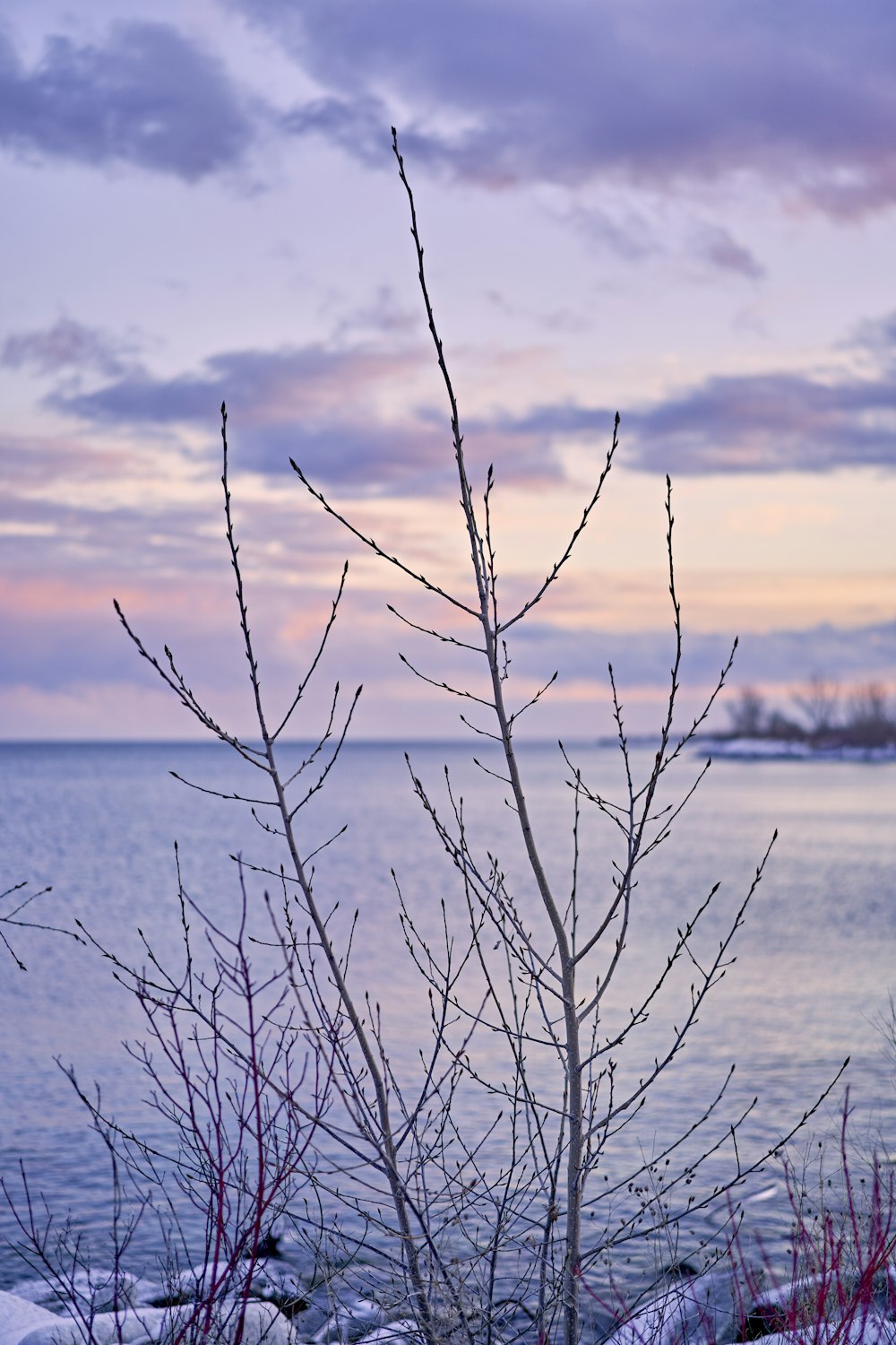 a tree with no leaves near a body of water