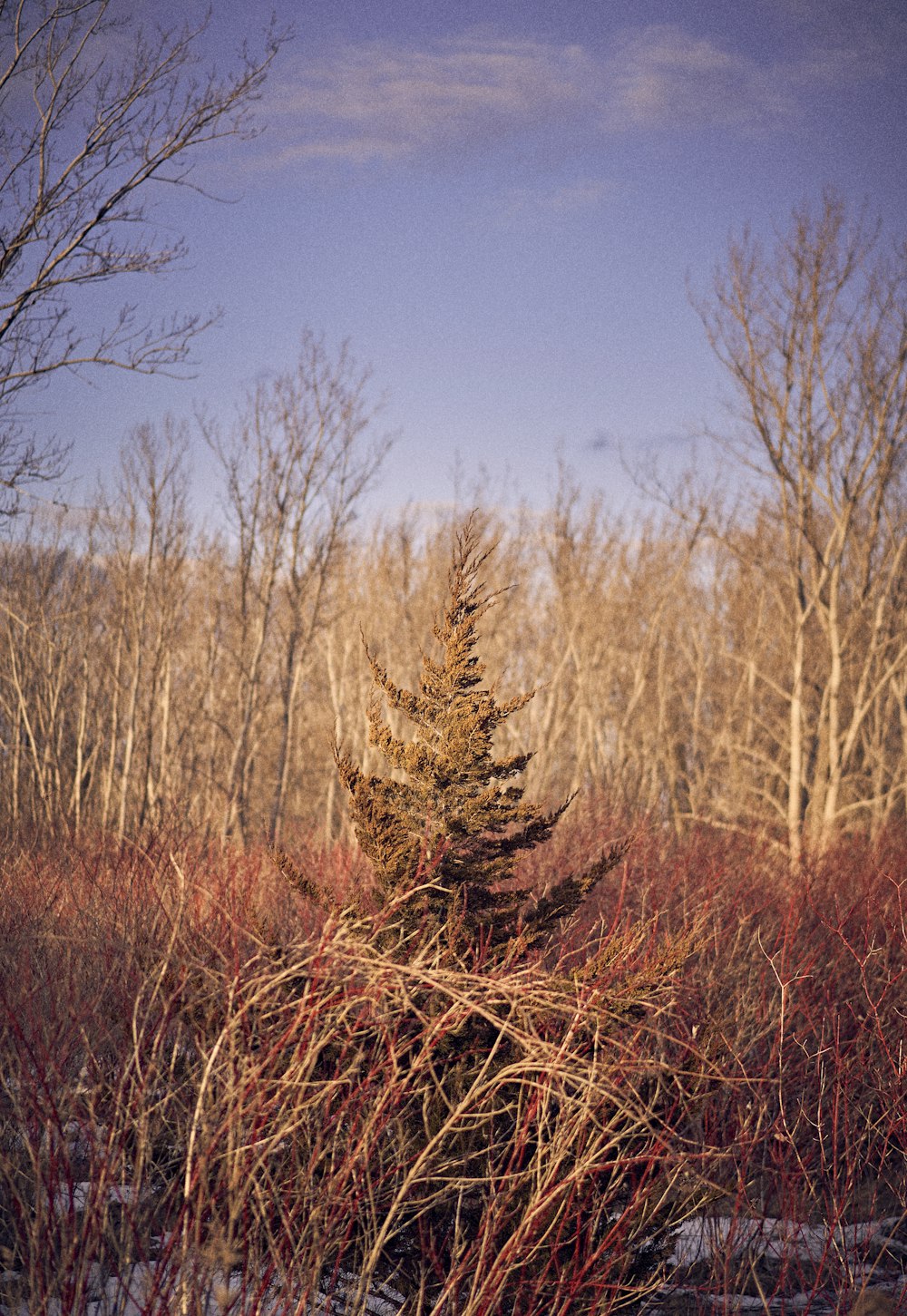 a small pine tree in the middle of a forest