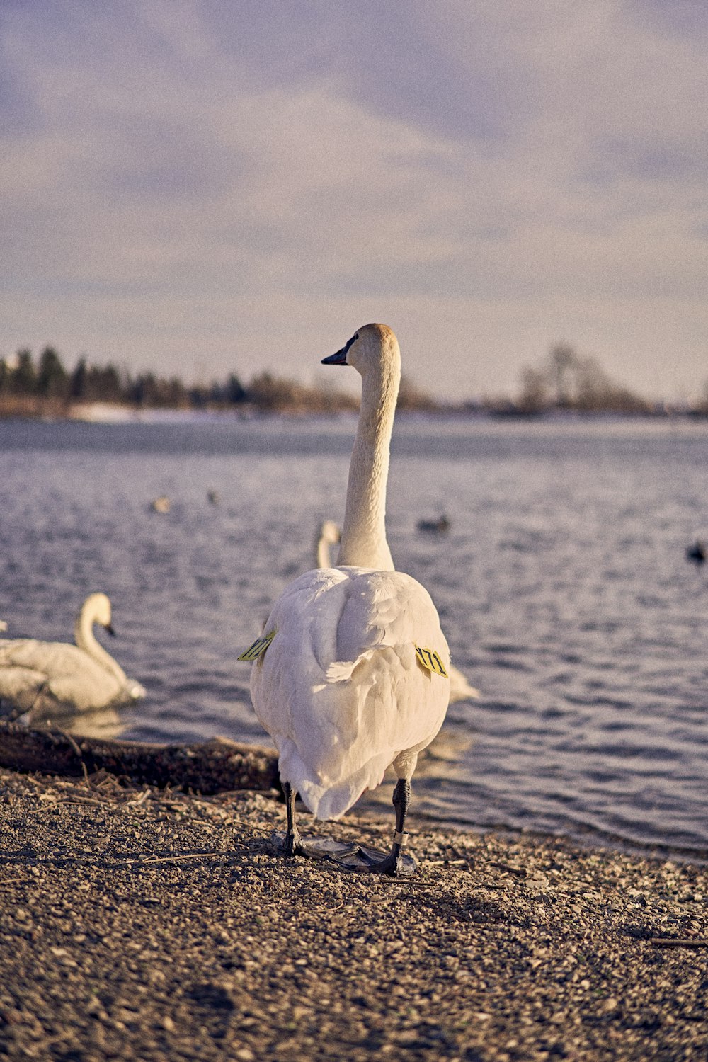 um cisne branco em pé em uma praia ao lado de um corpo de água