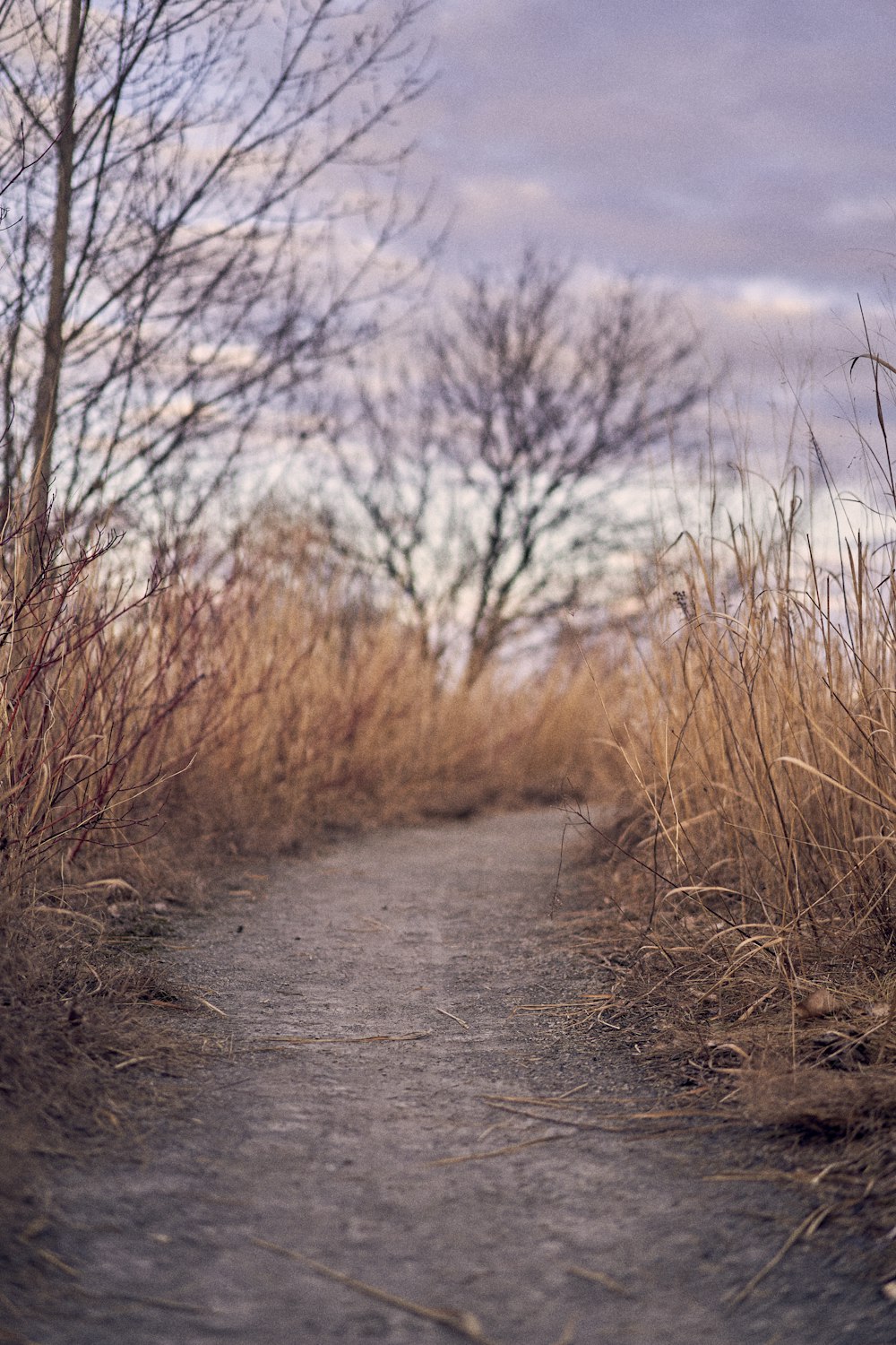 a dirt path surrounded by tall grass and bare trees