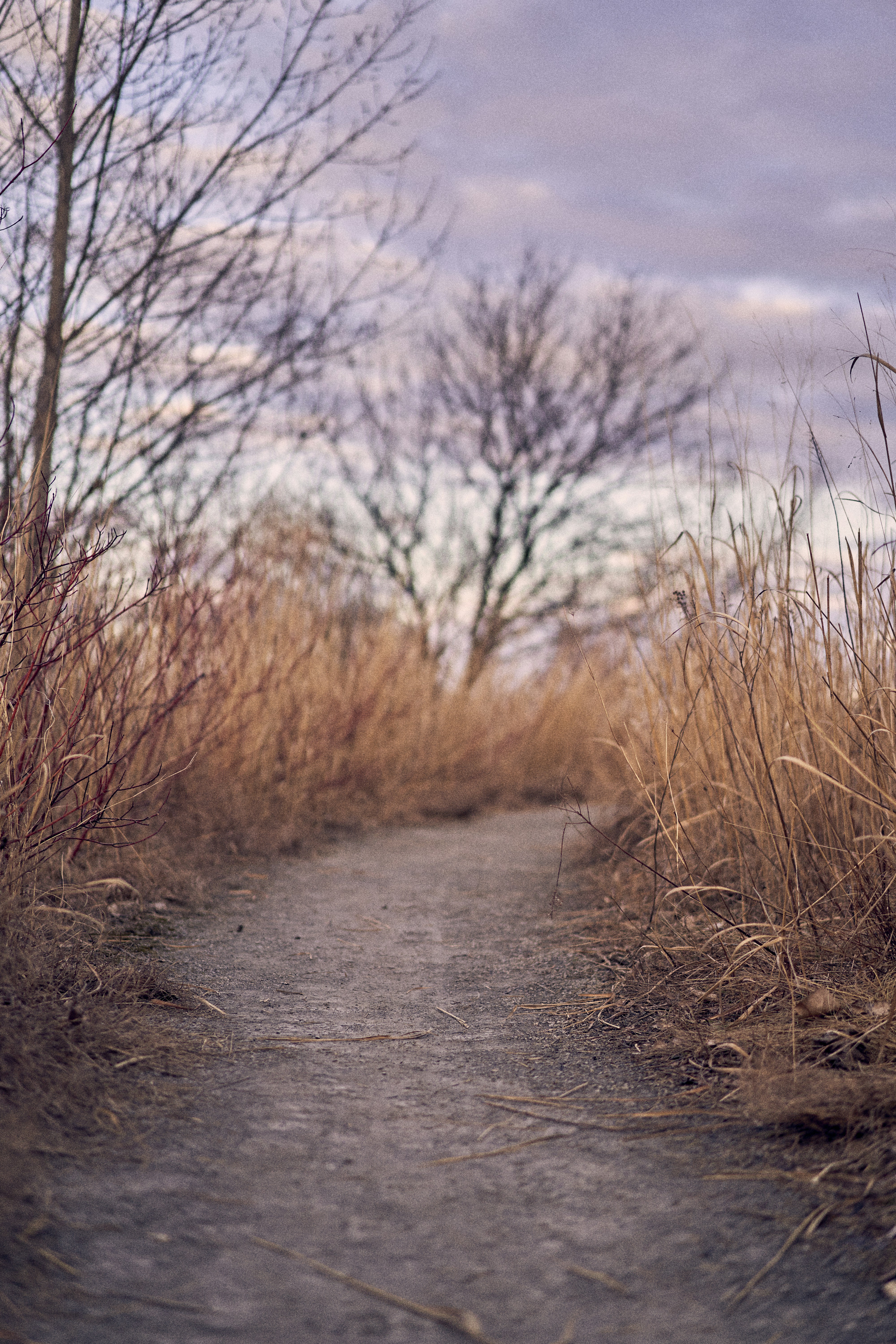 A trail at Tommy Thompson Park