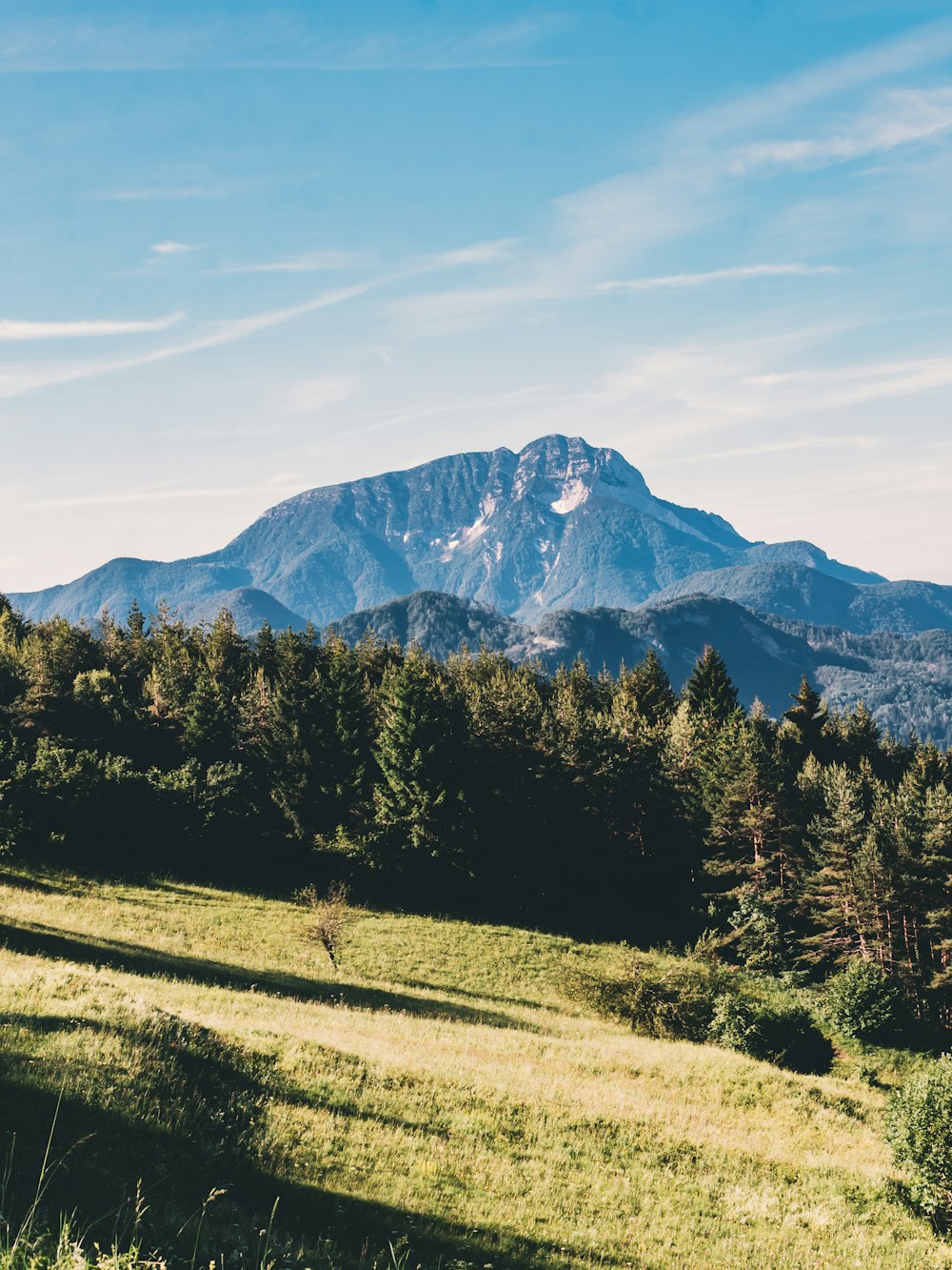 a grassy field with trees and mountains in the background