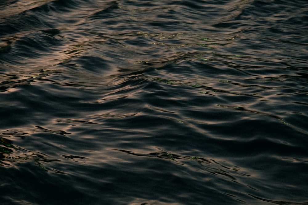 a large body of water with small waves