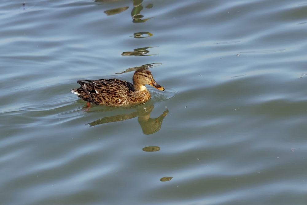 a duck floating on top of a body of water