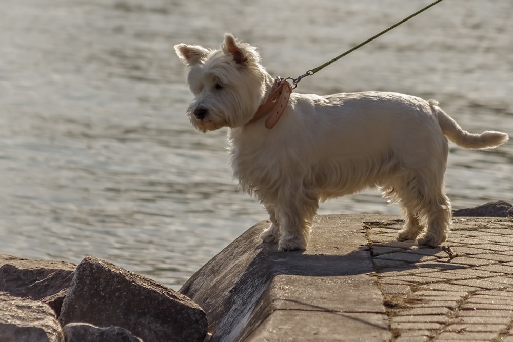 a small white dog on a leash by the water