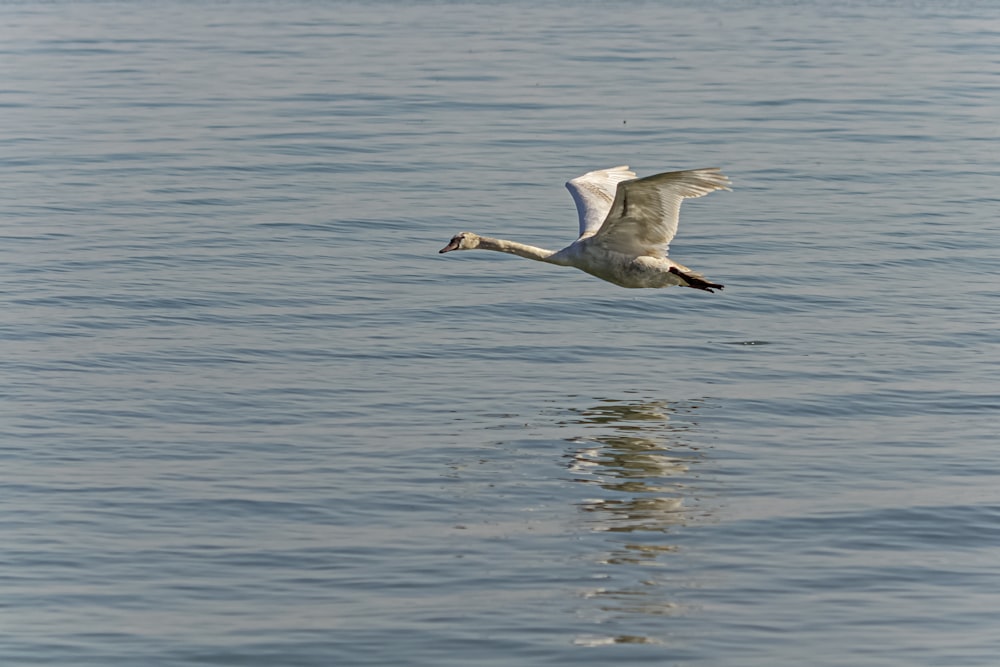 a white bird flying over a body of water