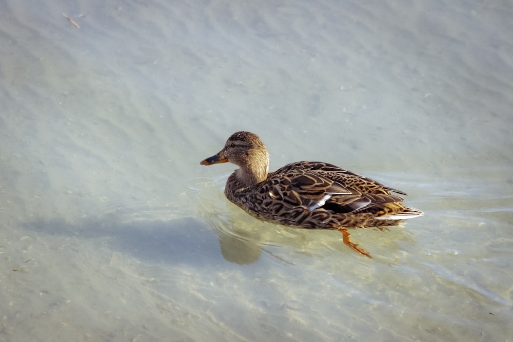 a duck floating in a body of water