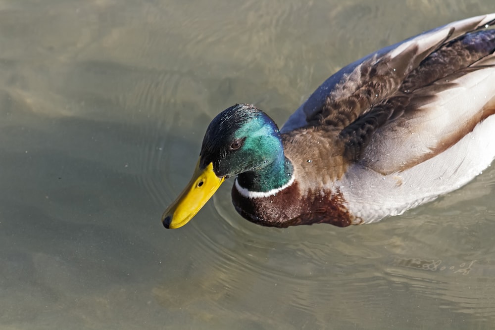a duck with a yellow beak swimming in the water