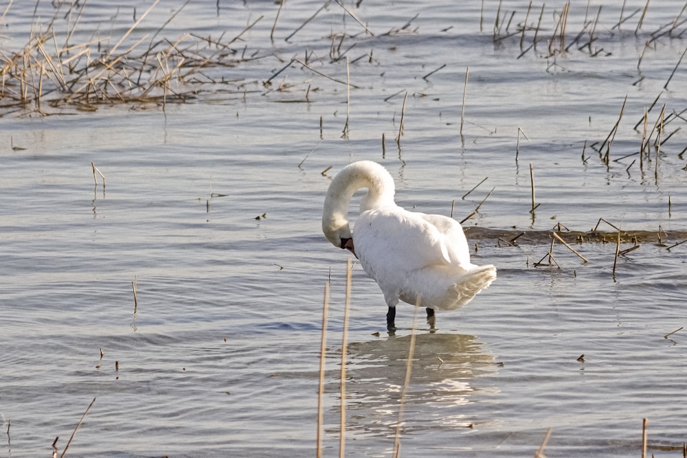 a white swan standing in a body of water