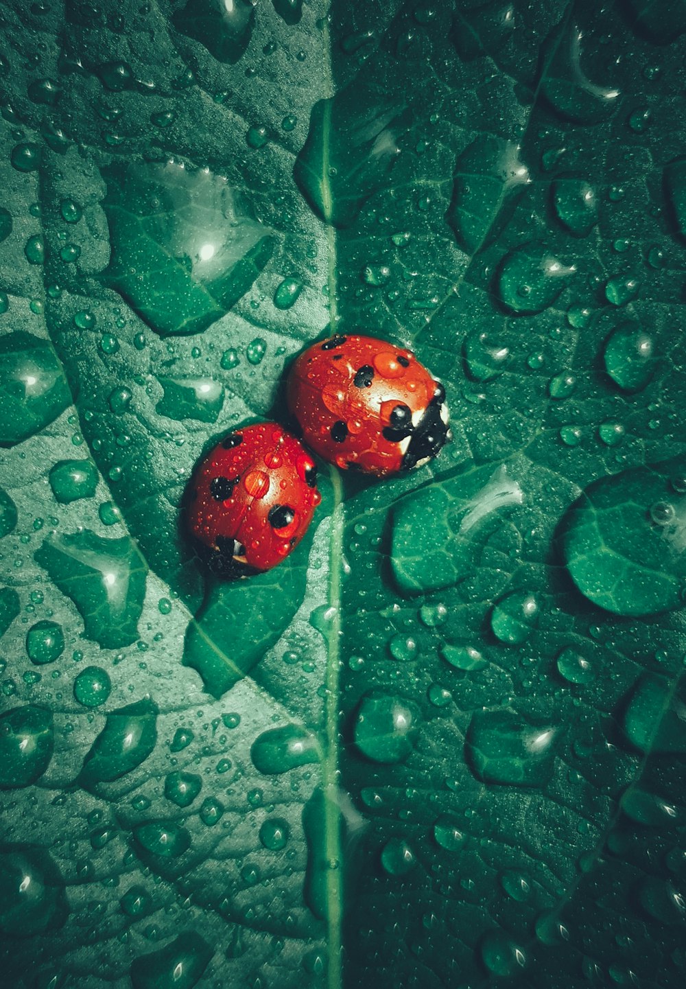 two ladybugs sitting on a green leaf with water droplets