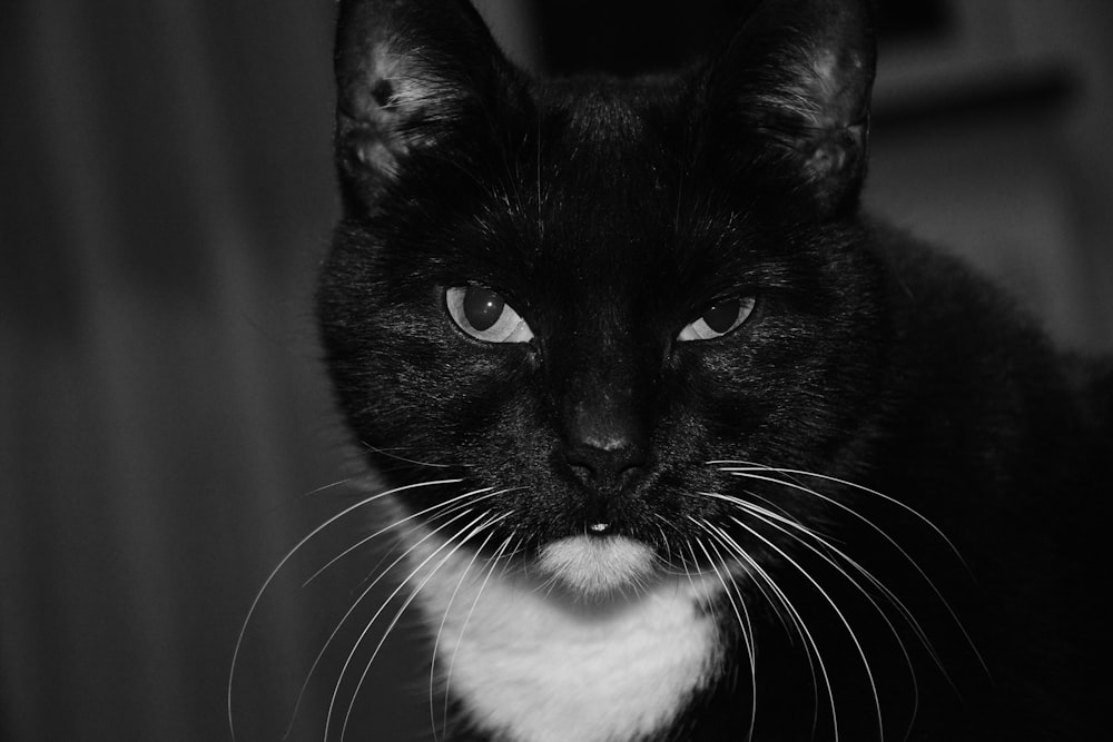 고양이의 흑백 사진
