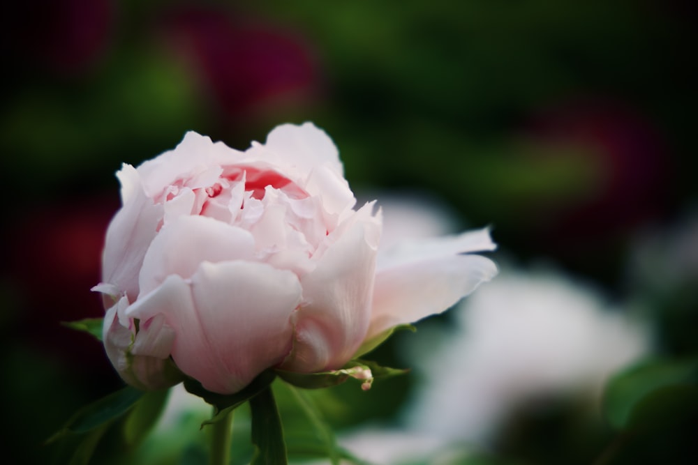 a close up of a pink flower with green leaves