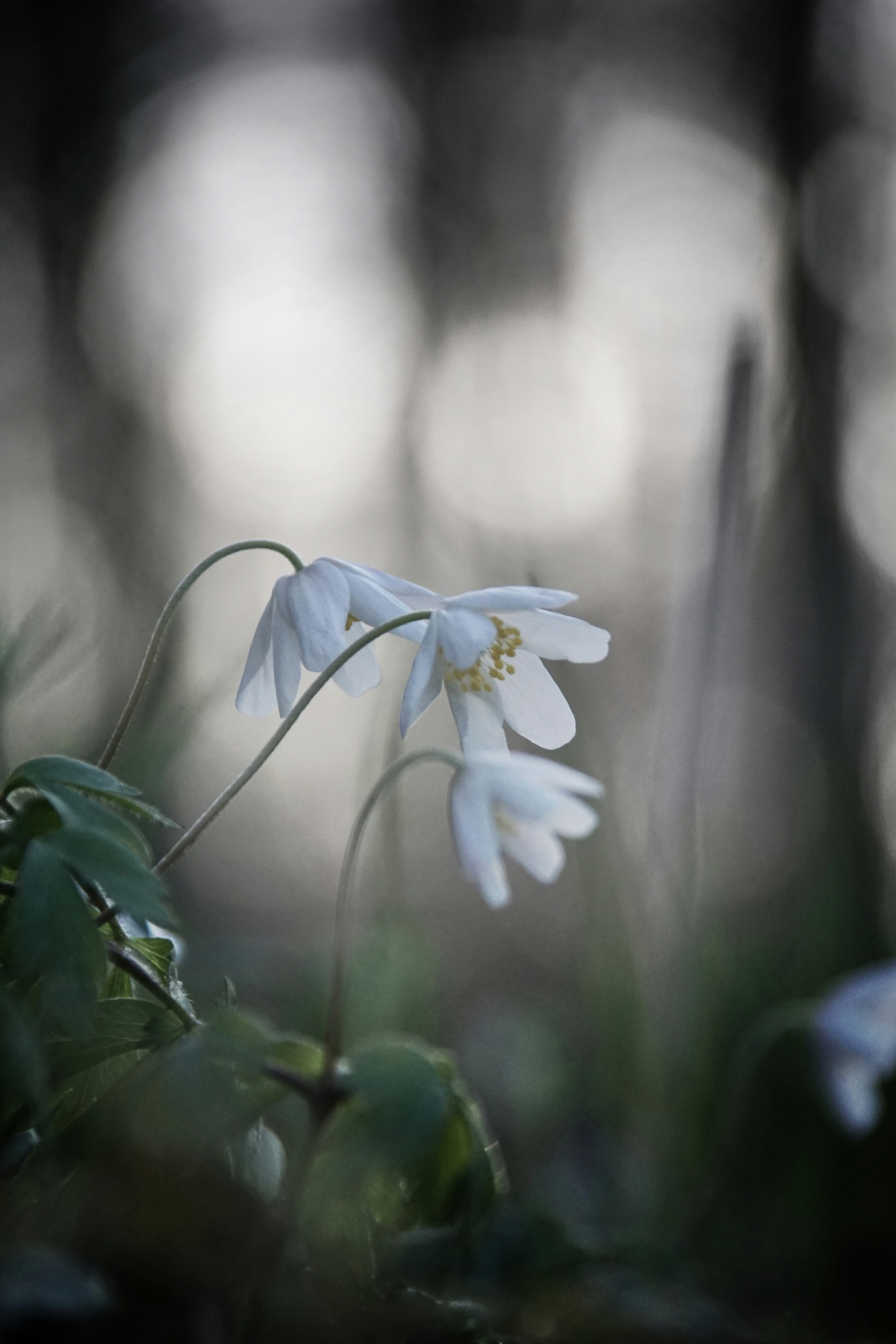 Photo by danielschuh