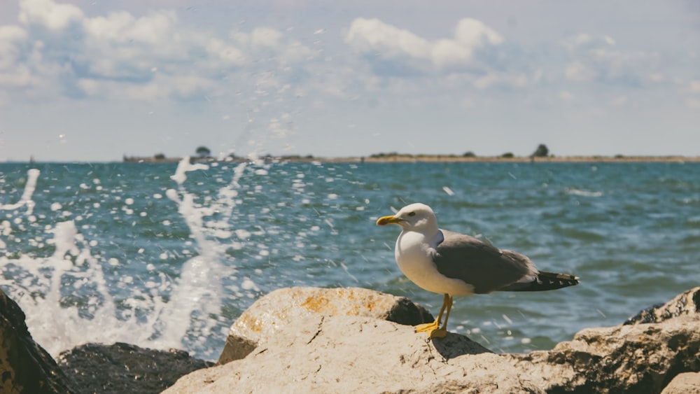 a seagull standing on a rock near the ocean