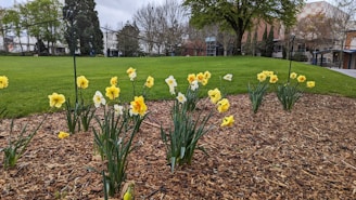A landscaped garden area features clusters of yellow and white daffodils blooming in a mulched flowerbed. This area is surrounded by a well-manicured green lawn, with trees and buildings visible in the background under a cloudy sky.