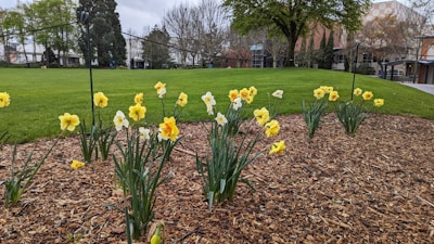 A landscaped garden area features clusters of yellow and white daffodils blooming in a mulched flowerbed. This area is surrounded by a well-manicured green lawn, with trees and buildings visible in the background under a cloudy sky.
