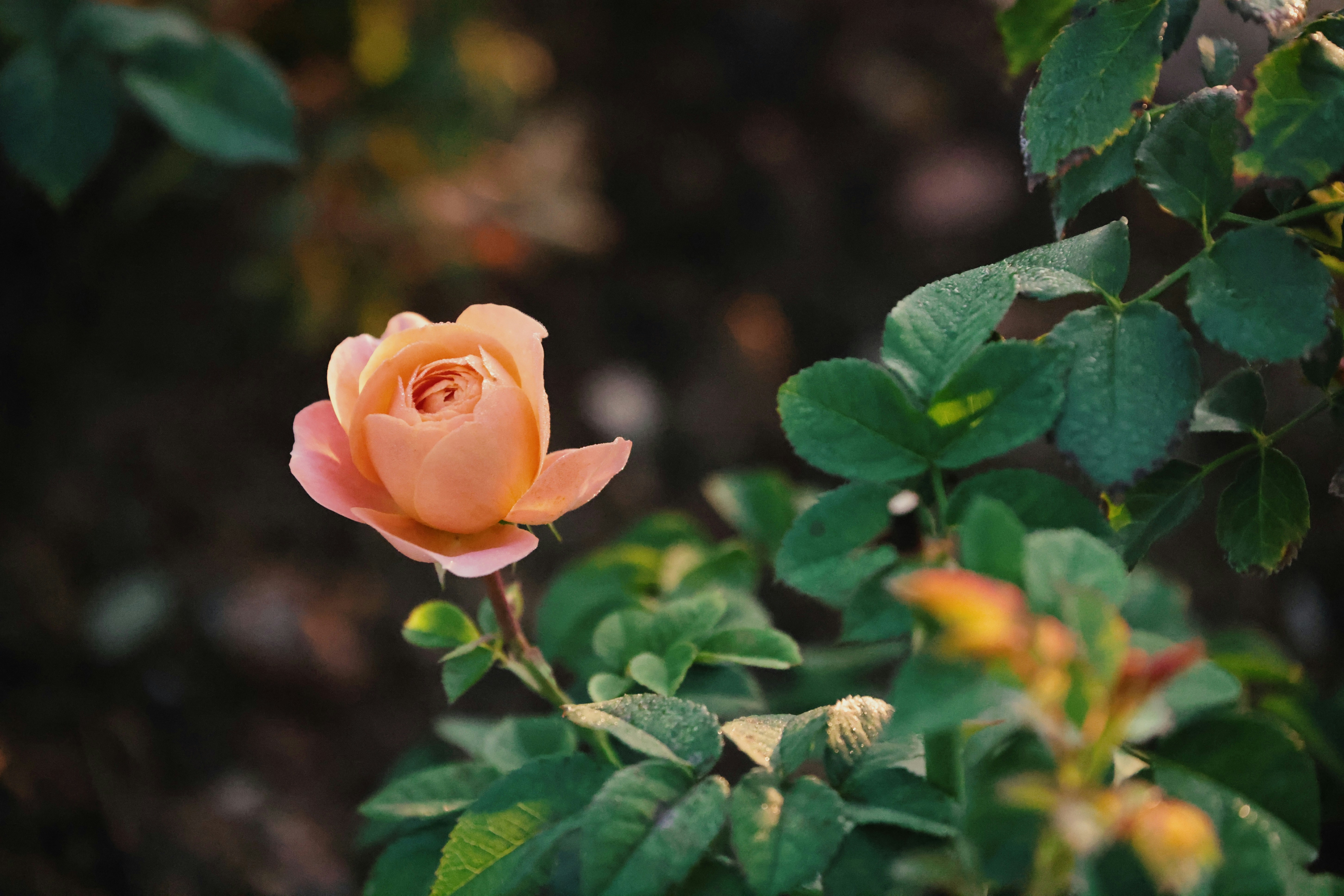 Photo by dickenslin76