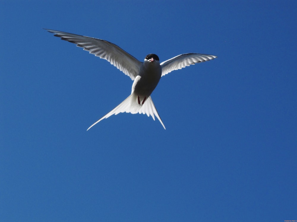 a white bird flying through a blue sky