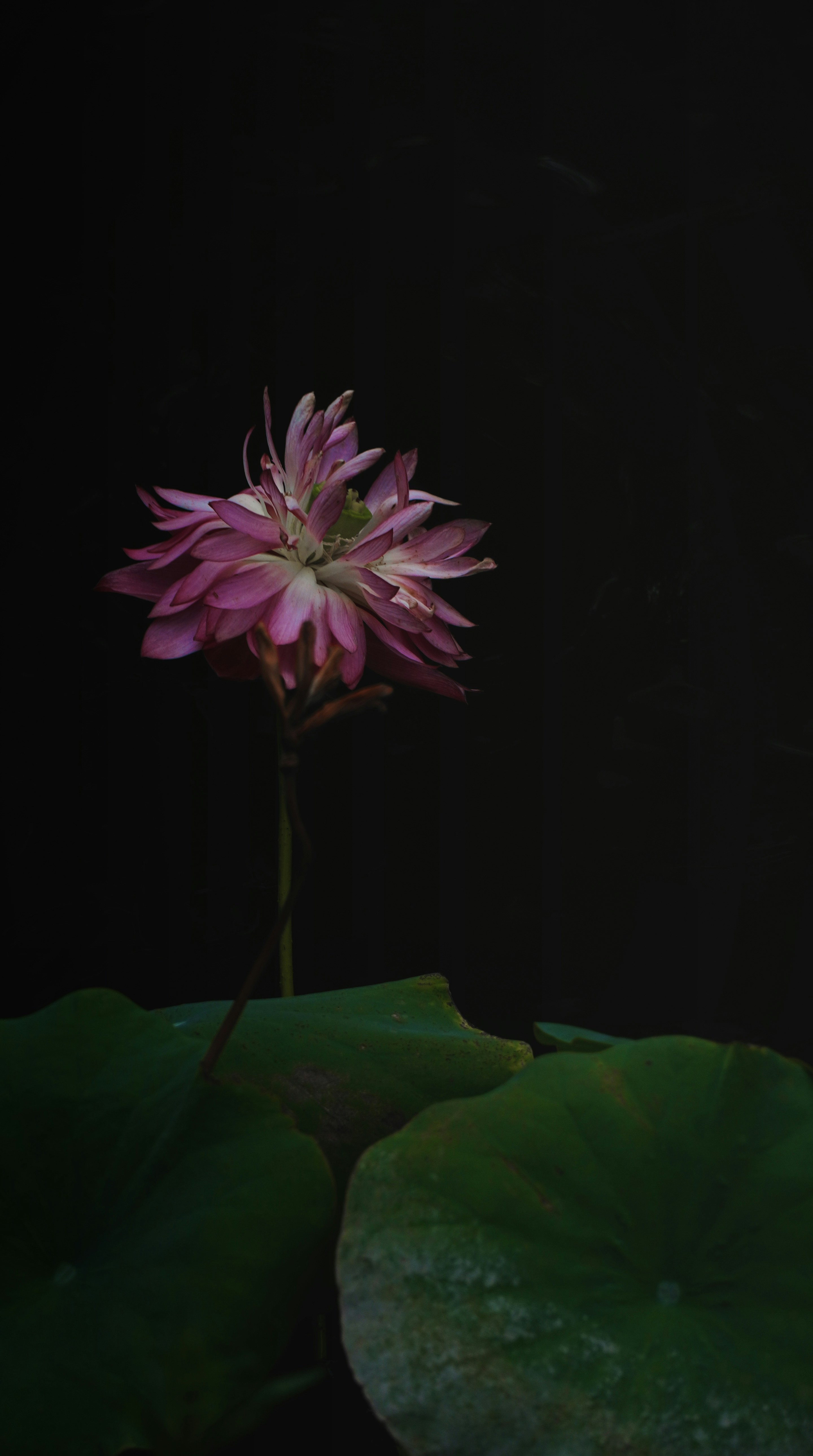 Photo by fenmeihandai