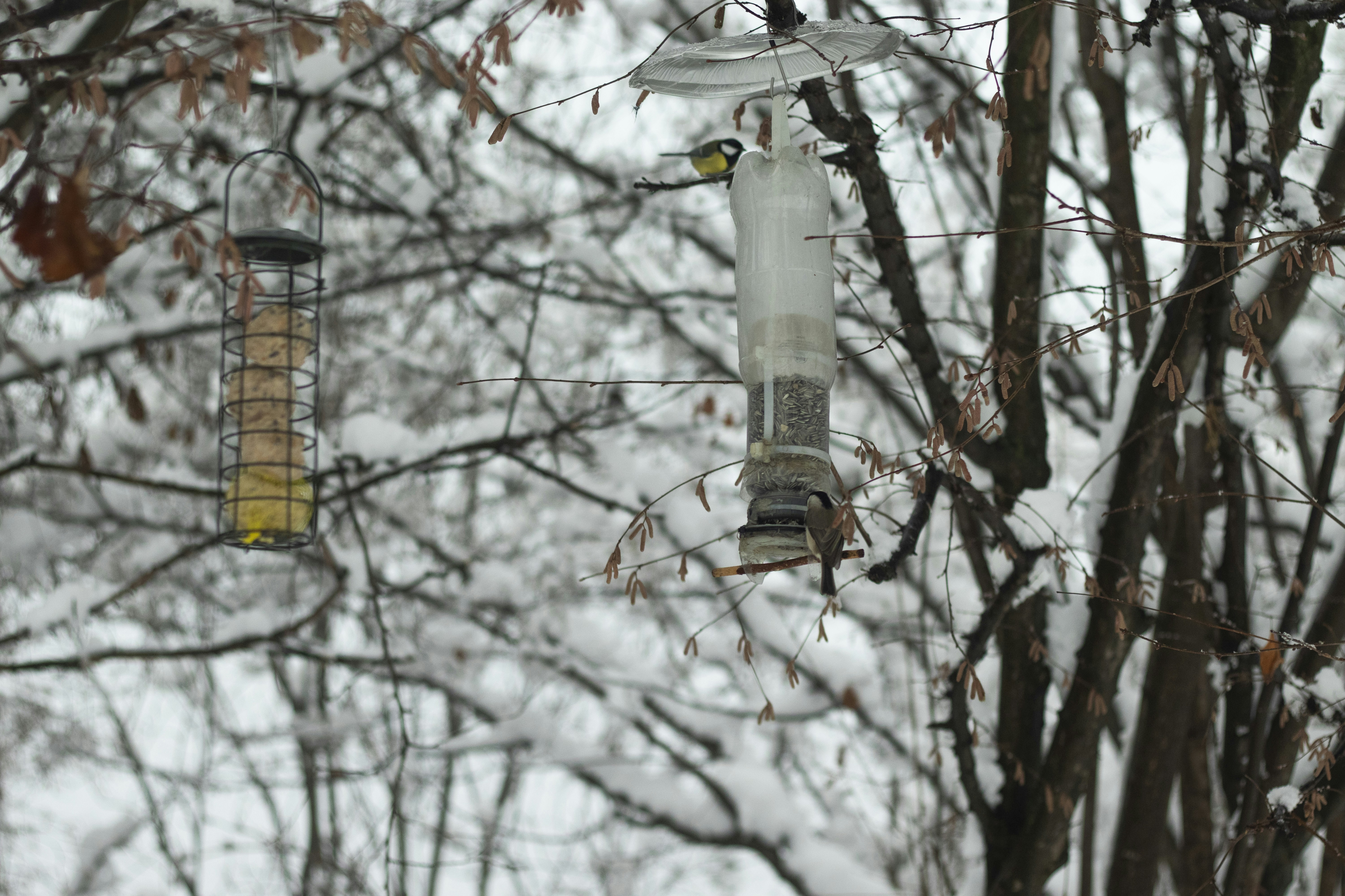 Diverse wild bird feeders and winter hardware supplies
