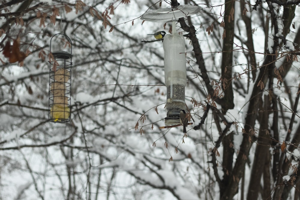 a couple of bird feeders hanging from a tree