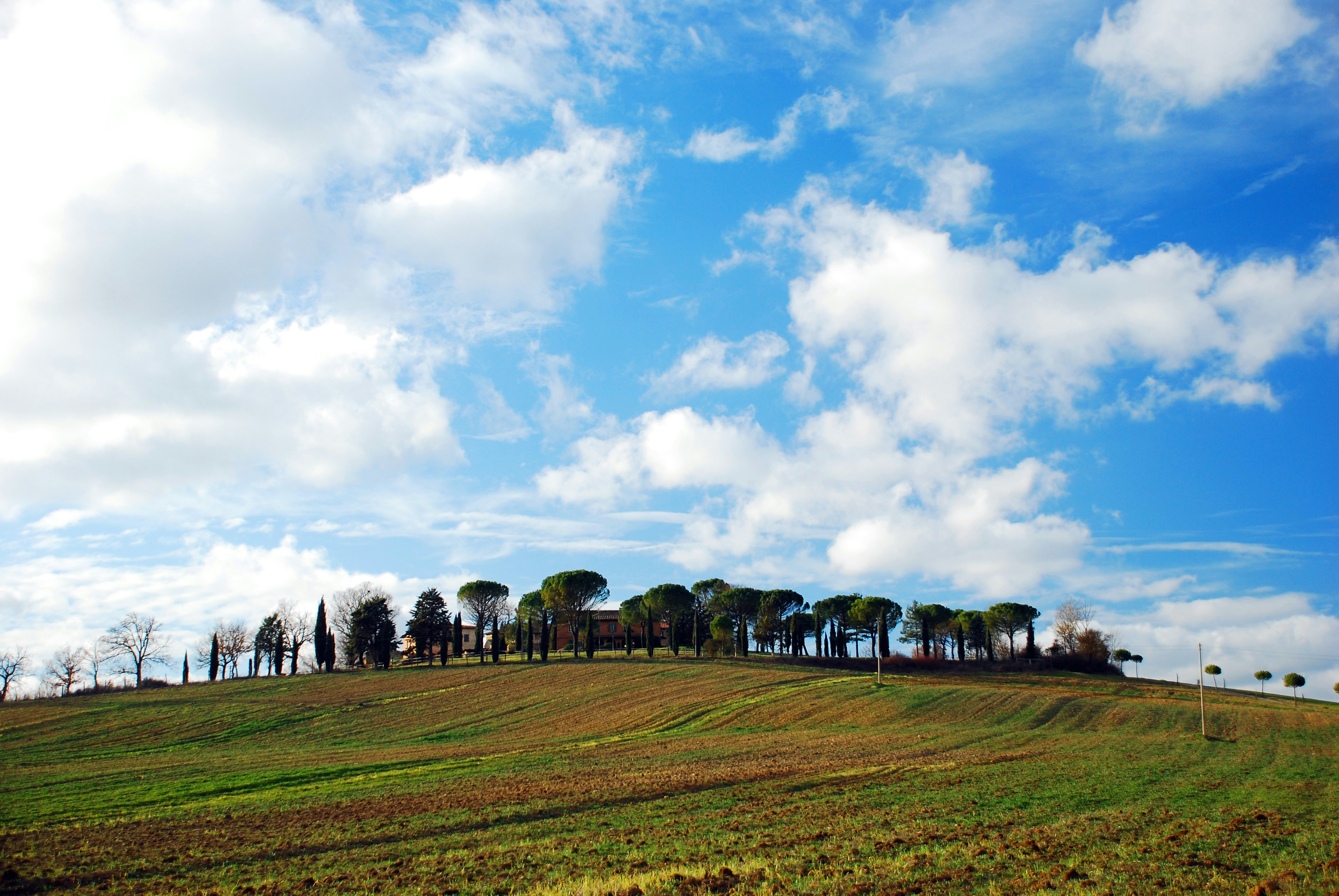 A grassy field with trees on top of it