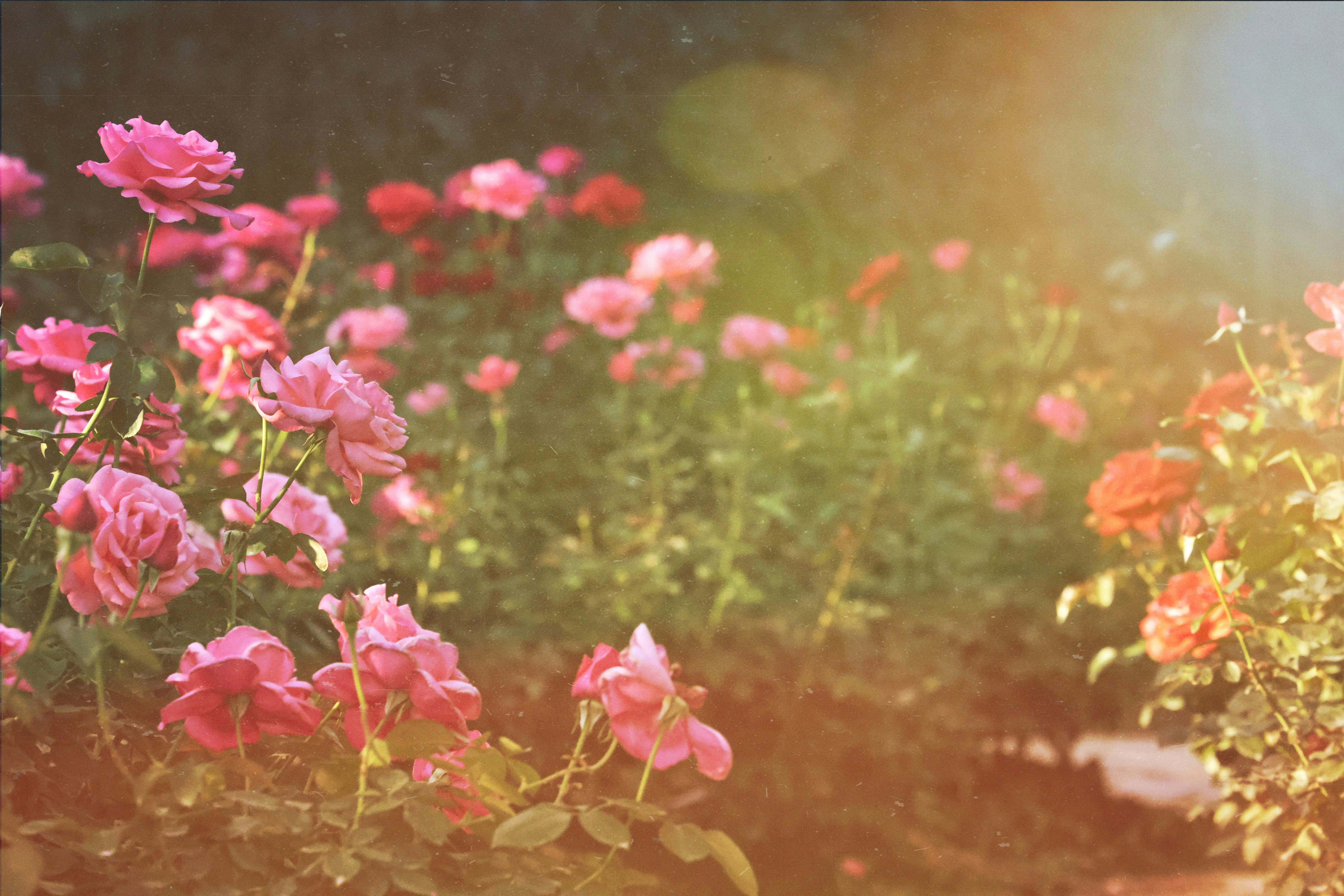 Photo by dickenslin76