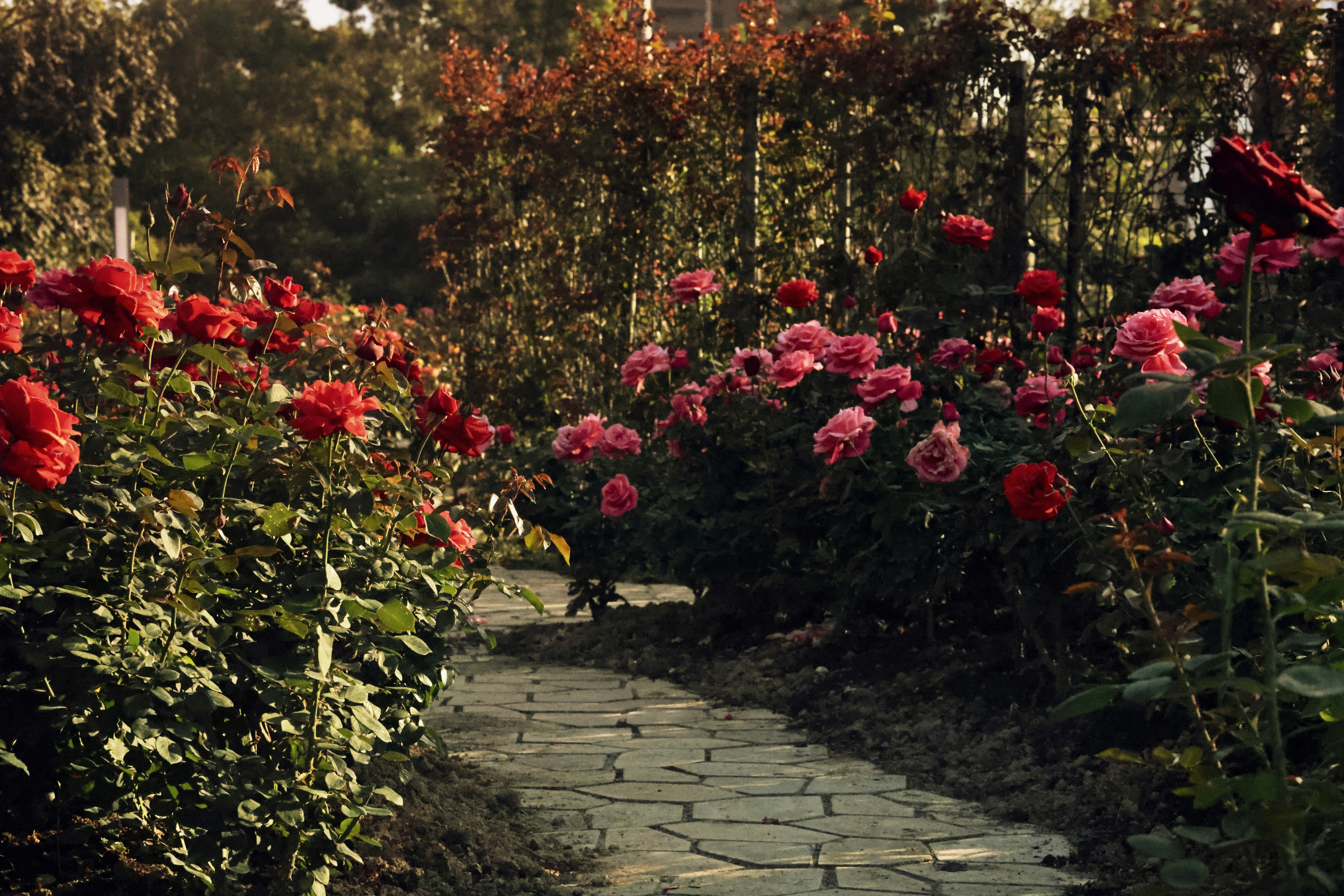 Photo by dickenslin76