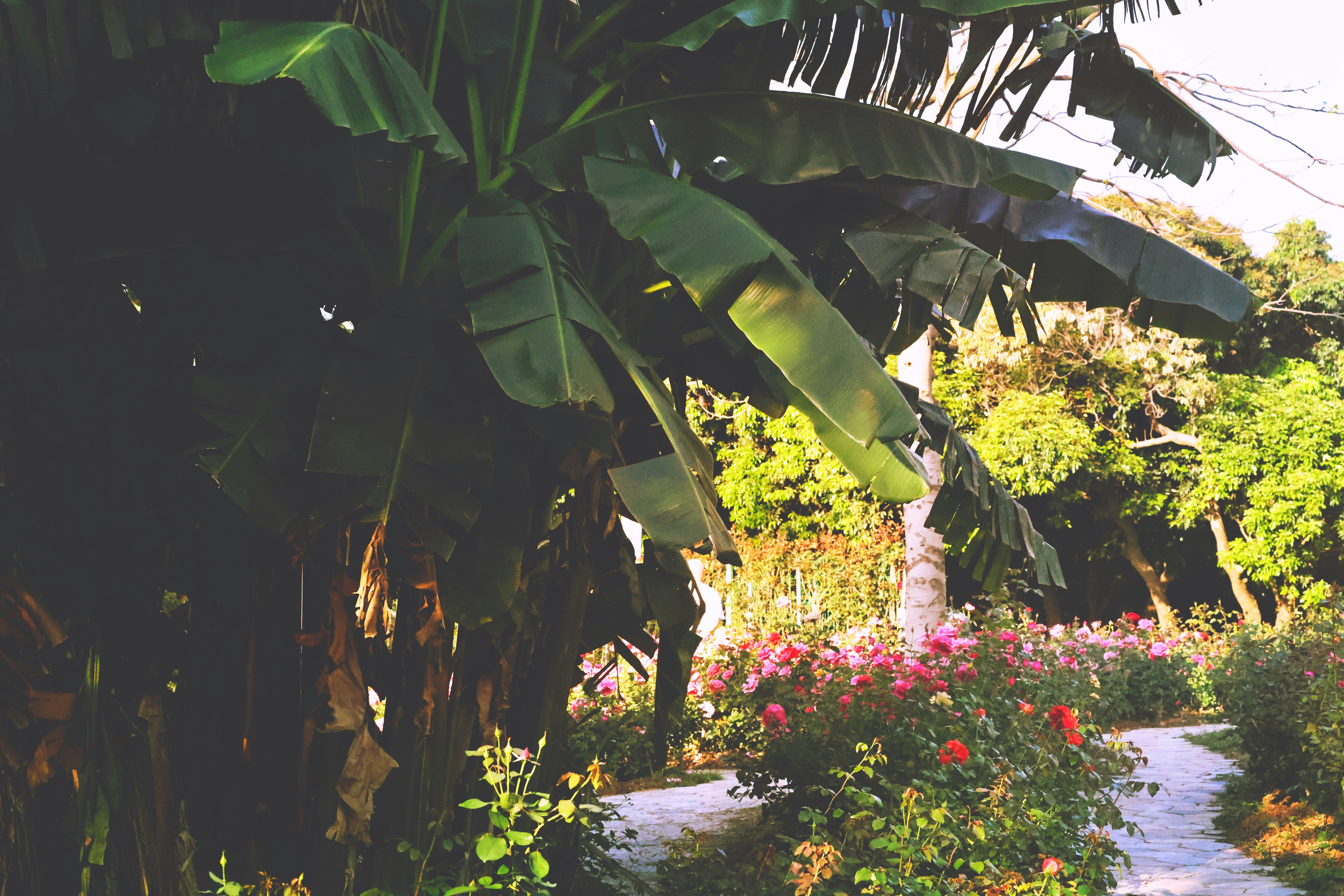 꽃이 많은 열대 정원을 통과하는 길 사진 – Unsplash의 무료 식물 이미지, image size:3000x2001