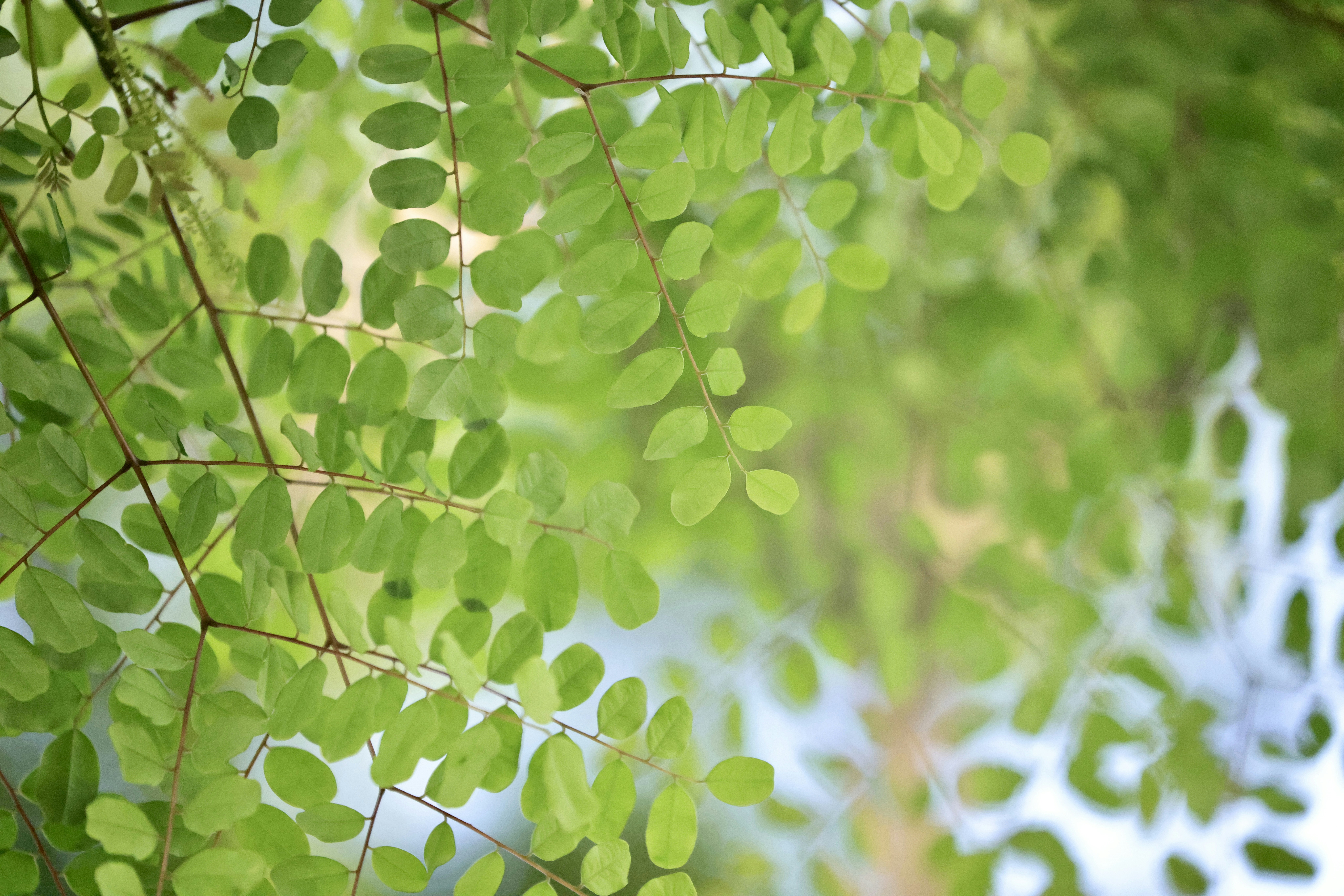 Photo by dickenslin76