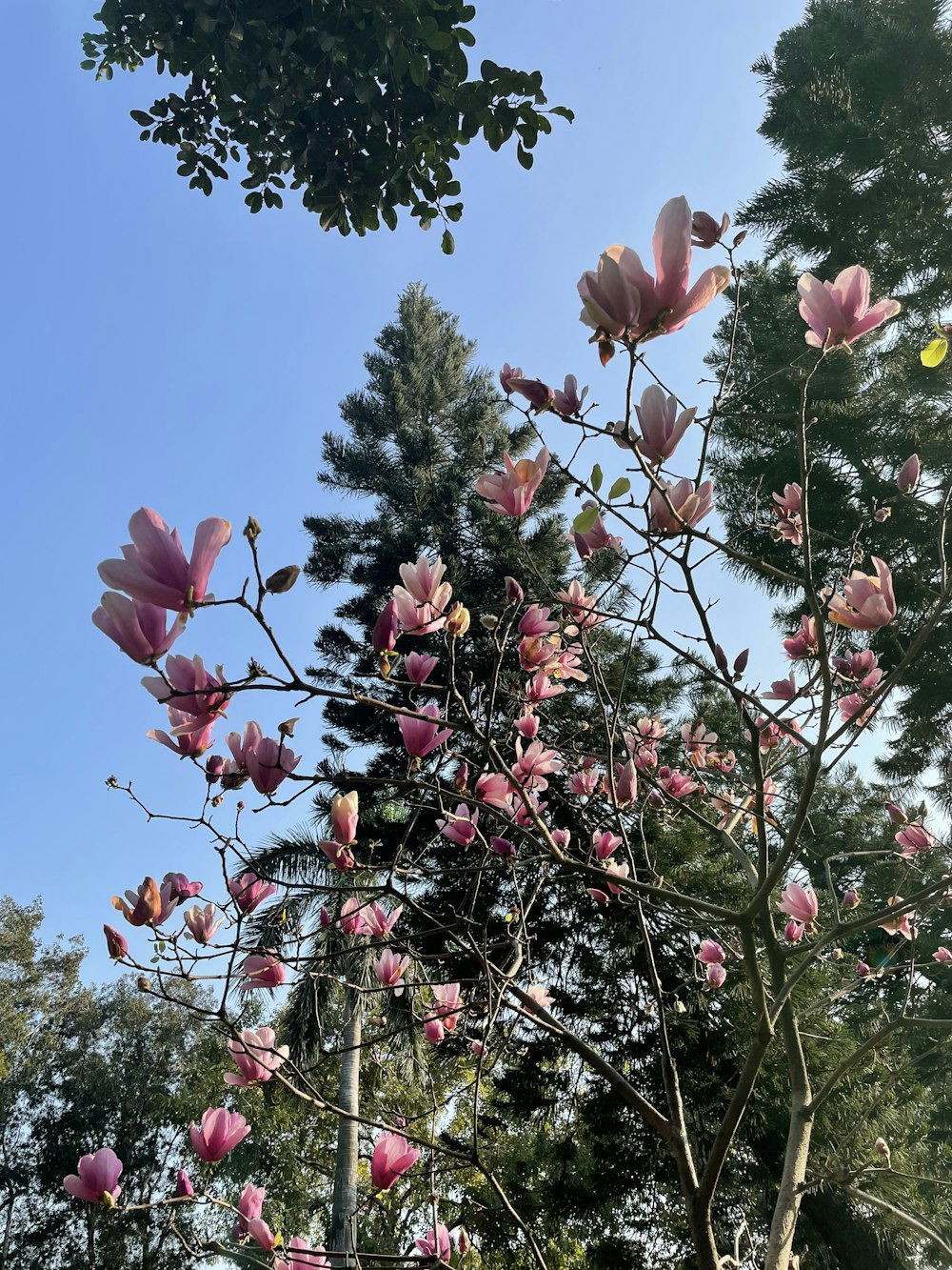 a tree with lots of pink flowers on it