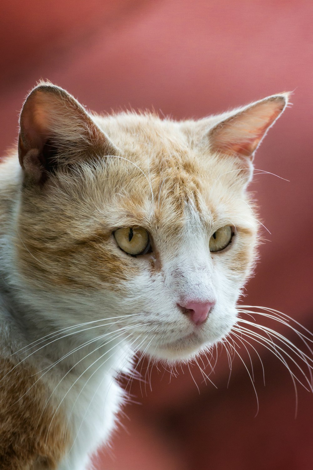 a close up of a cat with a blurry background