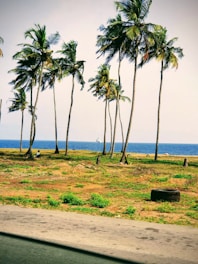 a grassy area with palm trees and the ocean in the background