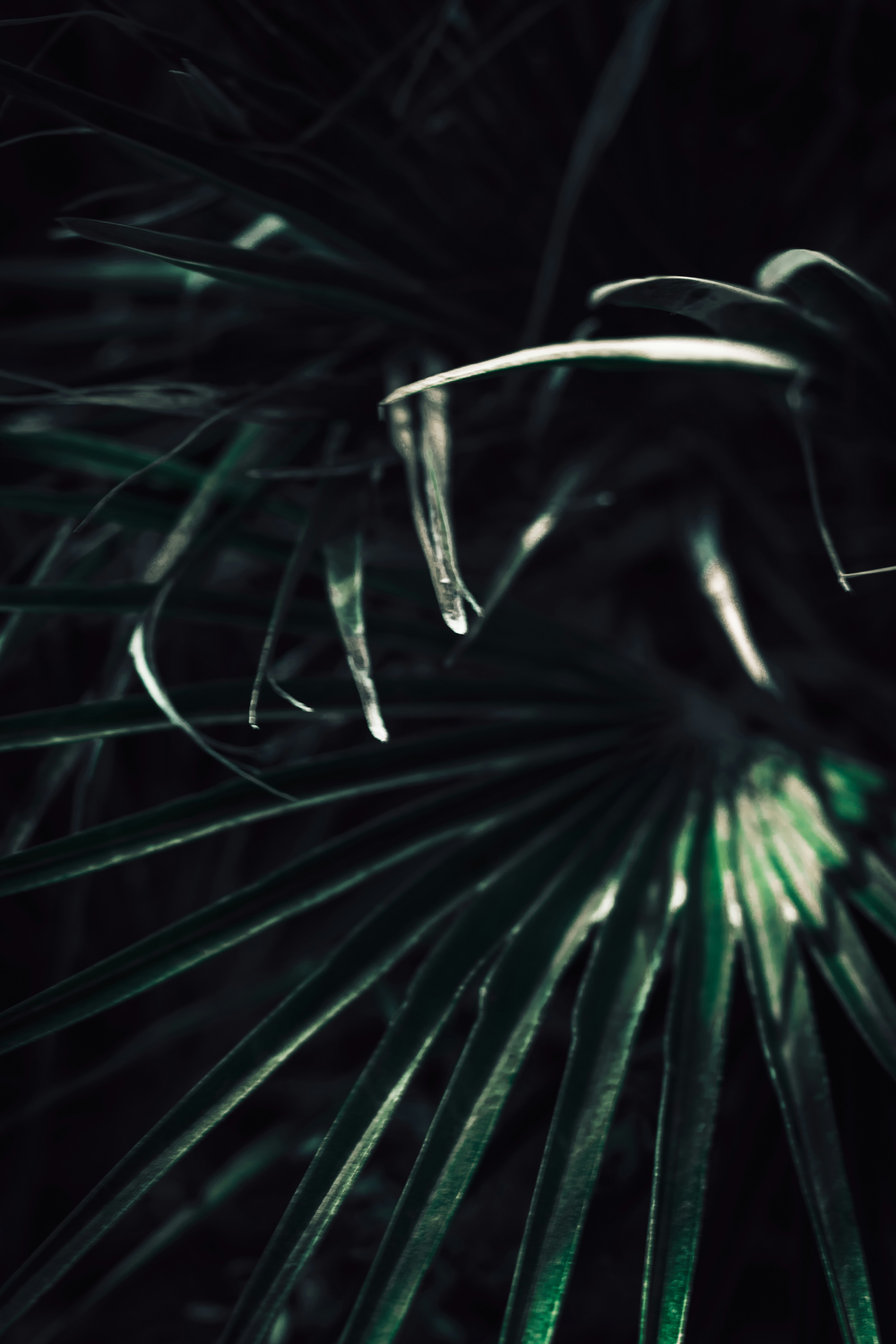 Gros plan d’une plante avec un fond sombre