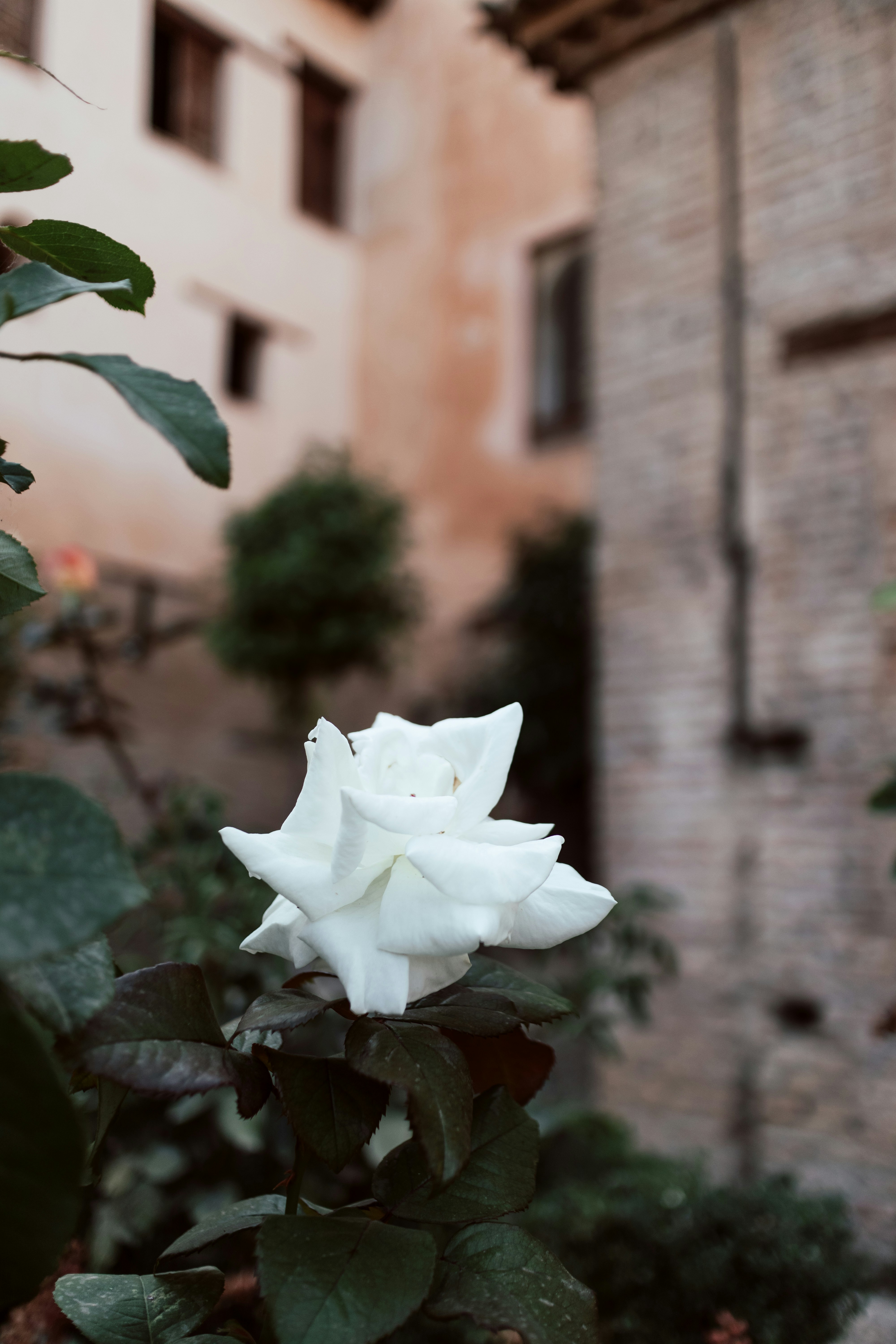 une rose blanche devant un bâtiment en briques