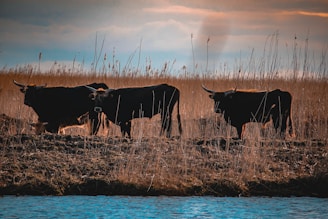 Veteran breeder examining Brahman cattle on a rustic ranch at dawn.