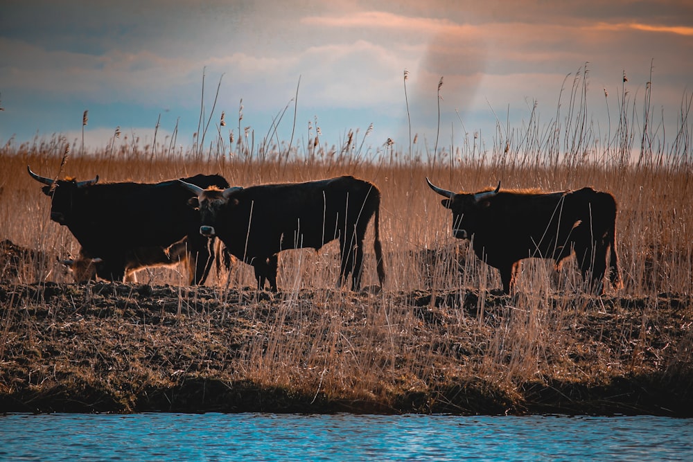 a herd of cattle standing on top of a dry grass field