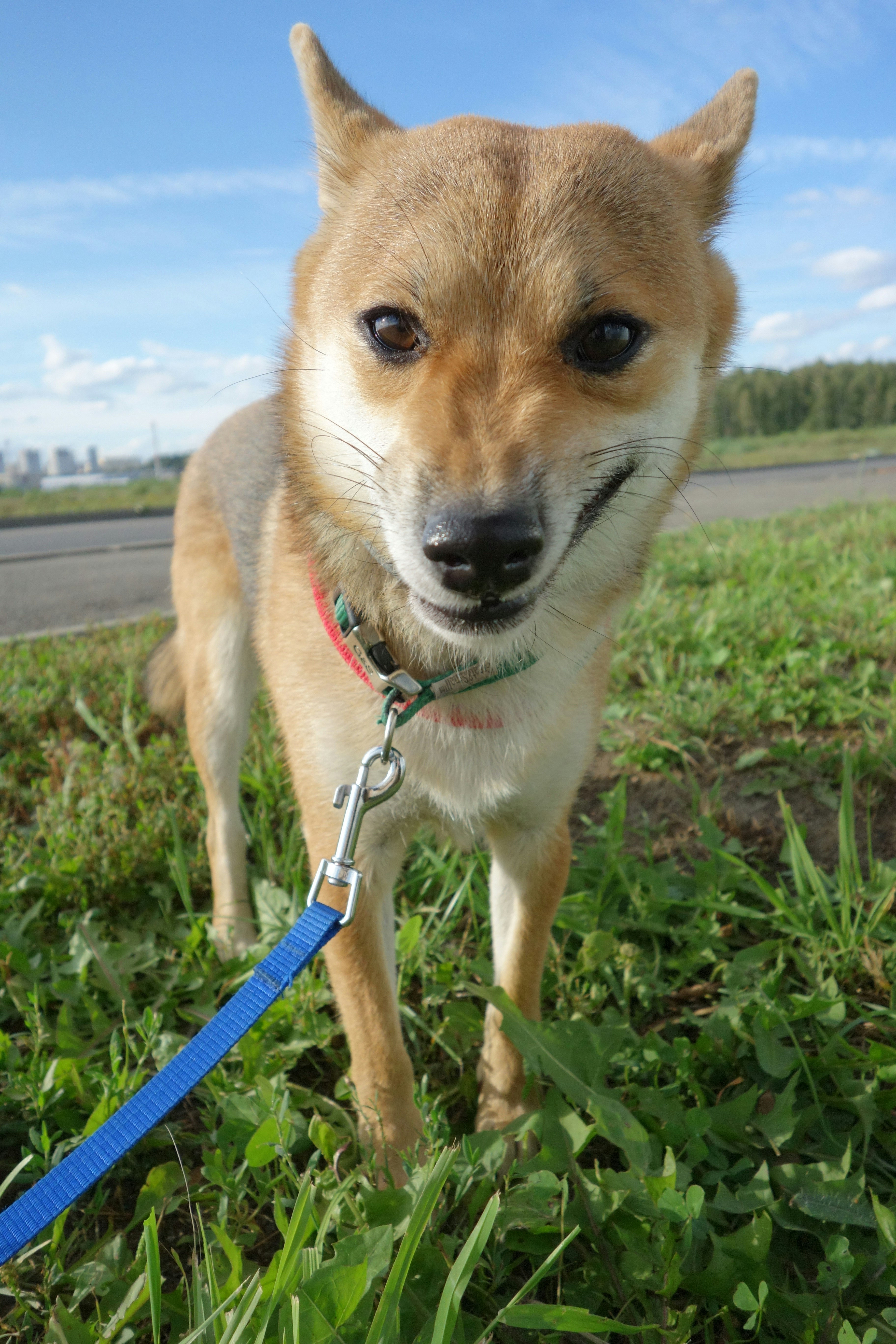 a small brown dog standing on top of a lush green field