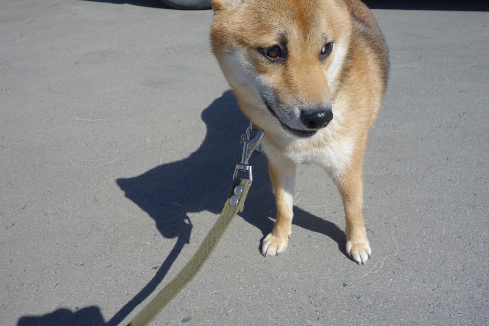 a brown and white dog standing on a leash