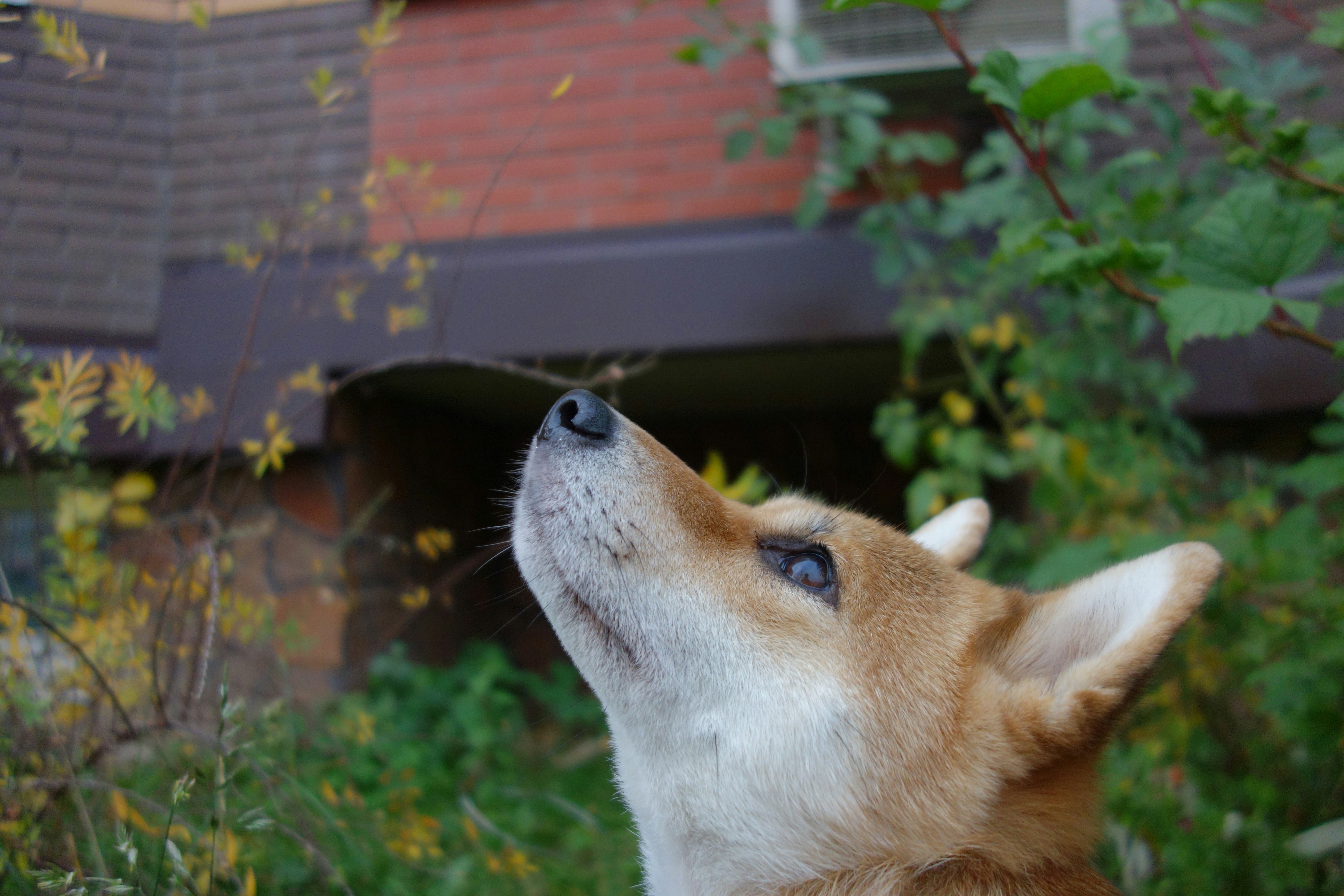 a brown and white dog looking up into the sky