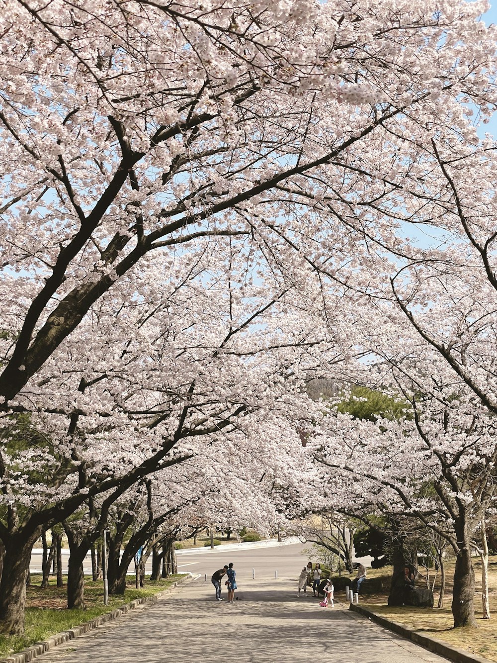 a group of people walking down a tree lined street