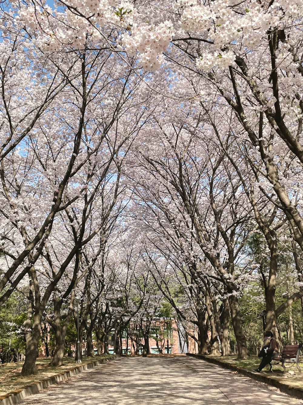 a street lined with lots of cherry blossom trees