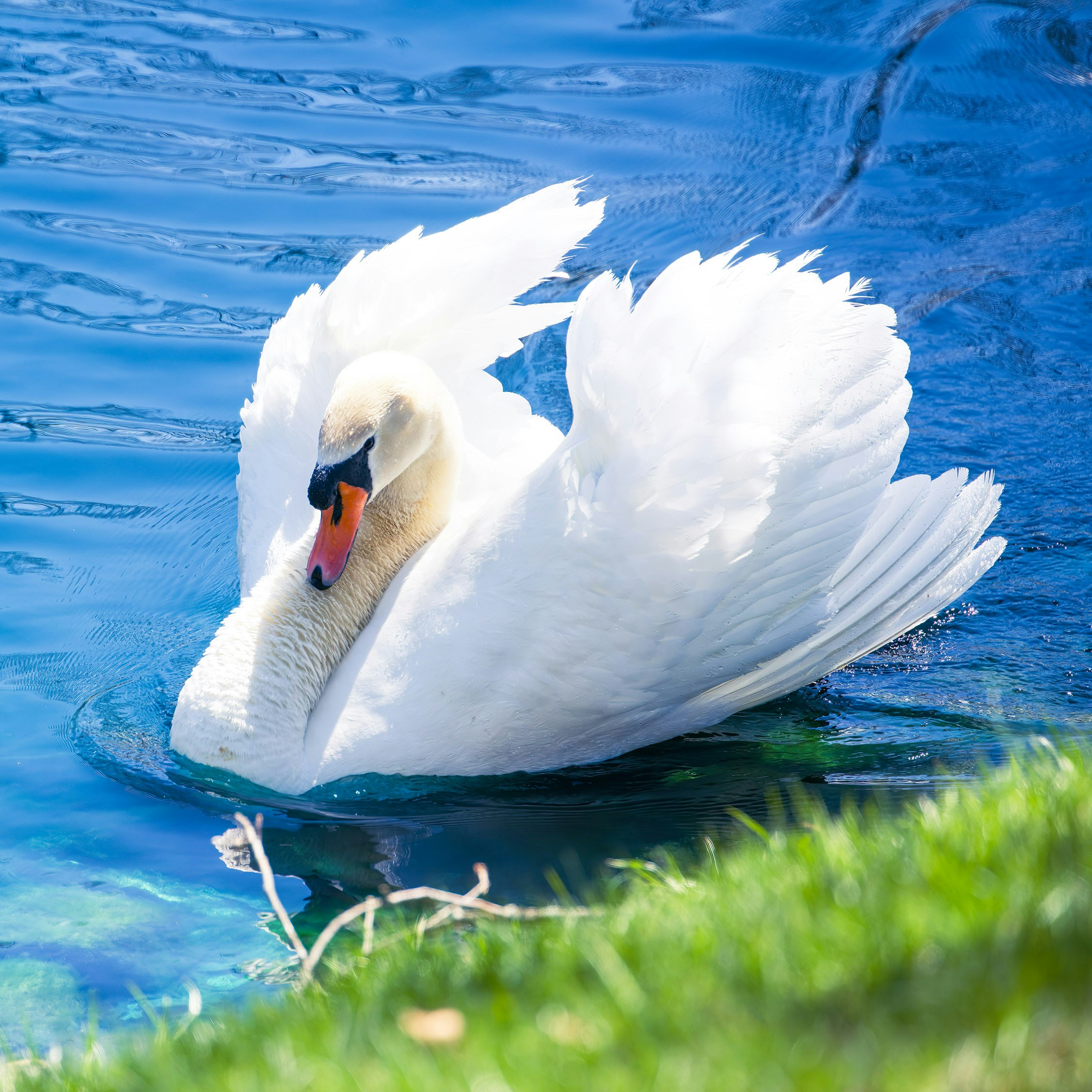 Un cisne blanco nadando en un cuerpo de agua