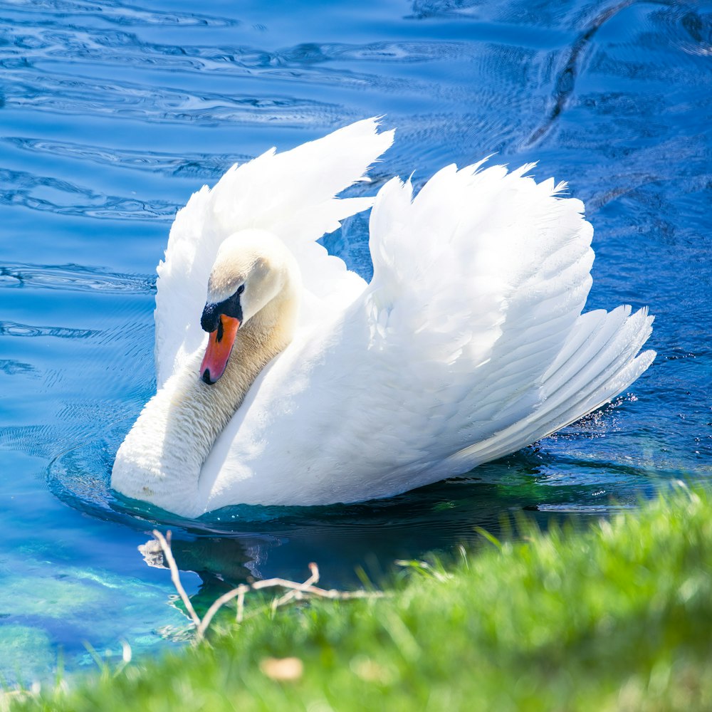 a white swan swimming in a body of water