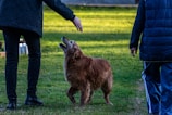 A golden retriever is standing on grass, looking up attentively as two people in dark clothing interact with it. One person is extending a hand toward the dog, while the other is standing nearby. The background features a grassy field illuminated by sunlight.