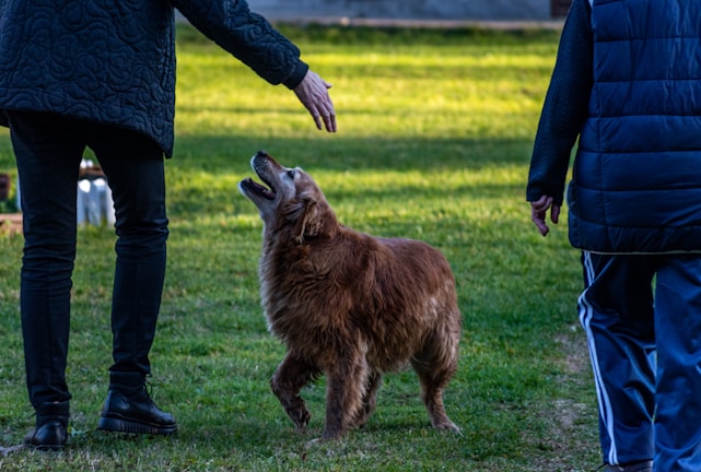 A golden retriever is standing on grass, looking up attentively as two people in dark clothing interact with it. One person is extending a hand toward the dog, while the other is standing nearby. The background features a grassy field illuminated by sunlight.