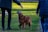 A golden retriever is standing on grass, looking up attentively as two people in dark clothing interact with it. One person is extending a hand toward the dog, while the other is standing nearby. The background features a grassy field illuminated by sunlight.